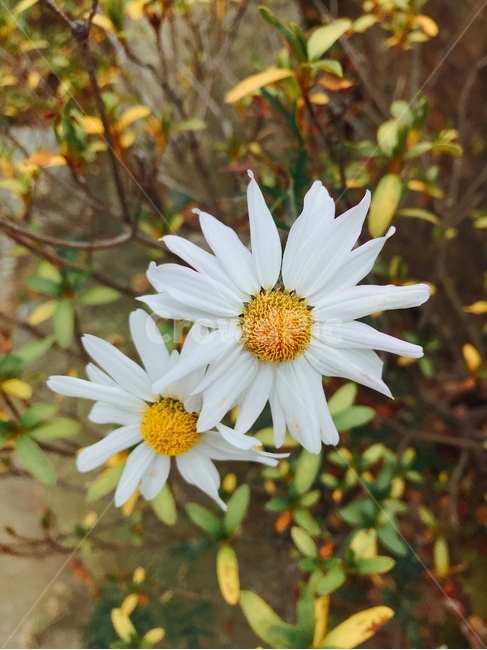 꽃,식물,하얀꽃,국화,흰국화