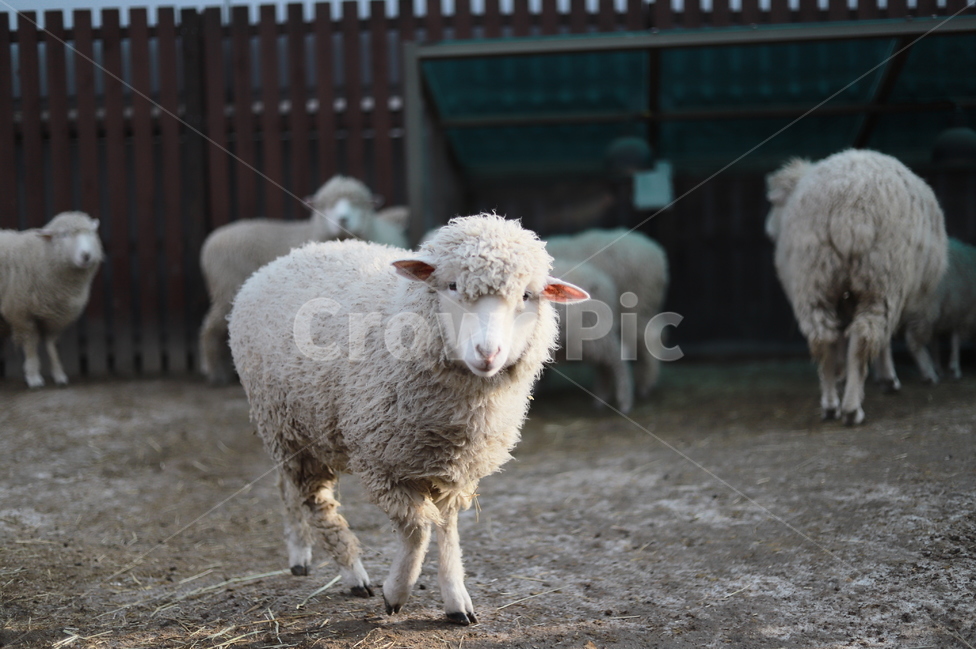 mammal,포유류,animal,동물,sheep,양,목장,어린양,새끼양,포유류,mammal