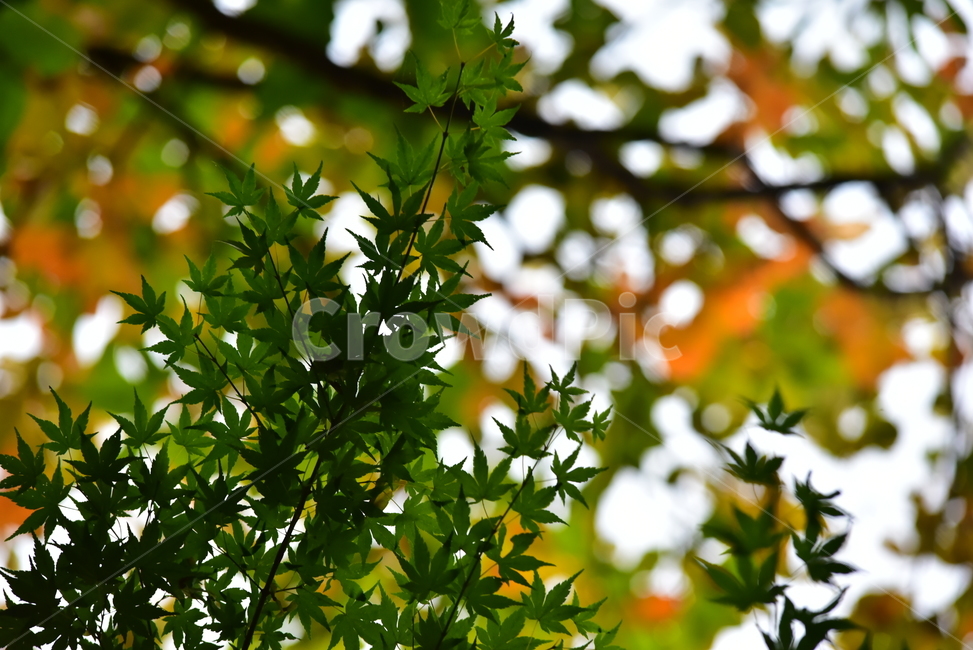 단풍,단풍나무,단풍잎,나뭇잎,잎,가을,청단풍,maple,leaf,leaves,autumn,식물,자연,plants,nature