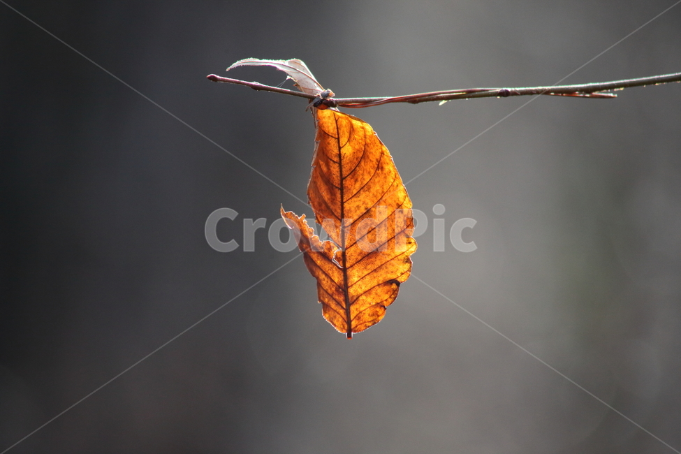 낙엽,가을,단풍,잎,fallenleaves,나뭇가지,나무가지,가을,계절,fall,autumn,season