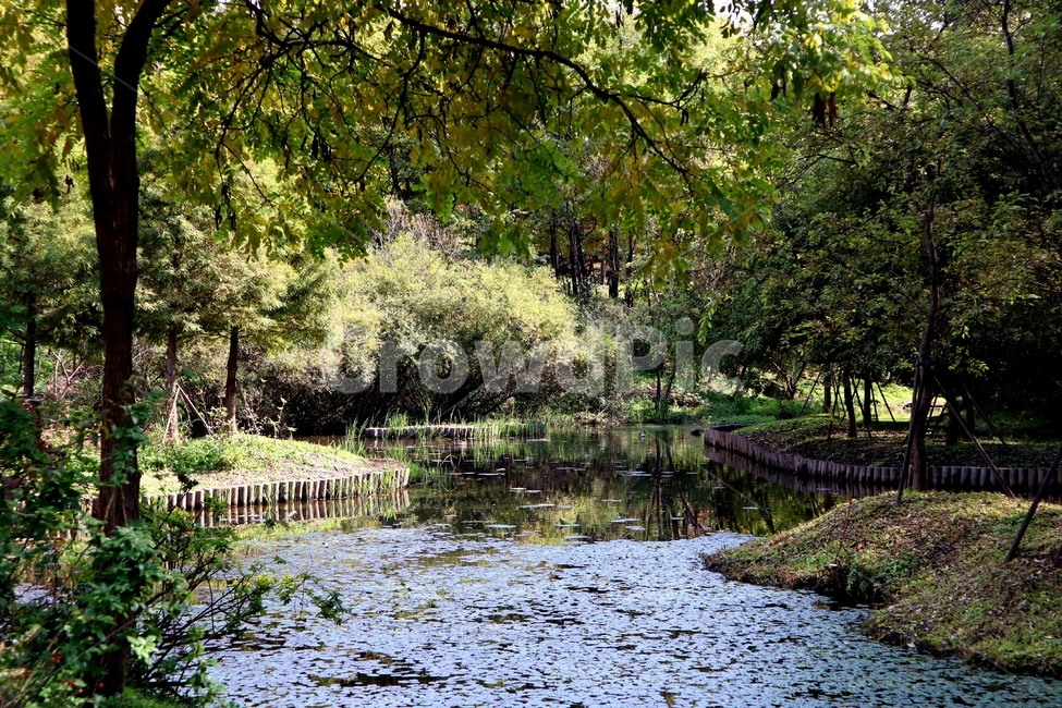 연잎,가을,호수,풍경,자연,자연,풍경,nature,landscape,water,물,land,땅,outdoors,옥외