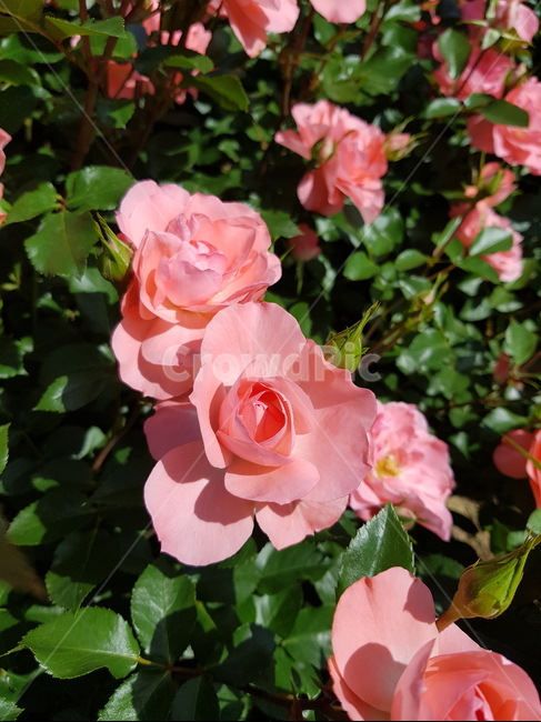 장미,사랑,핑크,꽃,식물,blossom,plant,flower,geranium,제라늄,식물,자연,plants,nature,꽃,flower