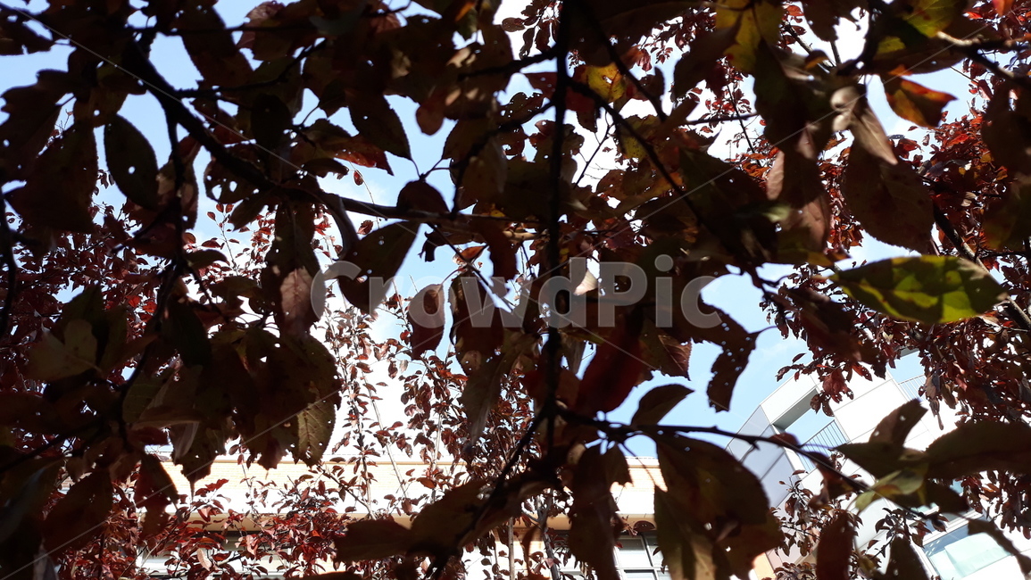 leaf,식물,tree,나무,plant,하늘,나뭇잎,잎,어두운,날씨,가을,햇빛