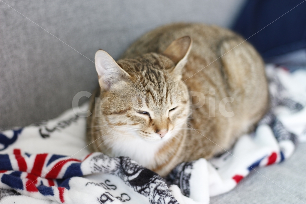 고양이,반려동물,유기묘,길냥이,애완동물,cat,pet,kitten,아기고양이,코숏,코리안숏헤어,동물,animal,캣맘,캣대디,동물,animal,고양이,cat,kitten,kitty,포유류,mammal