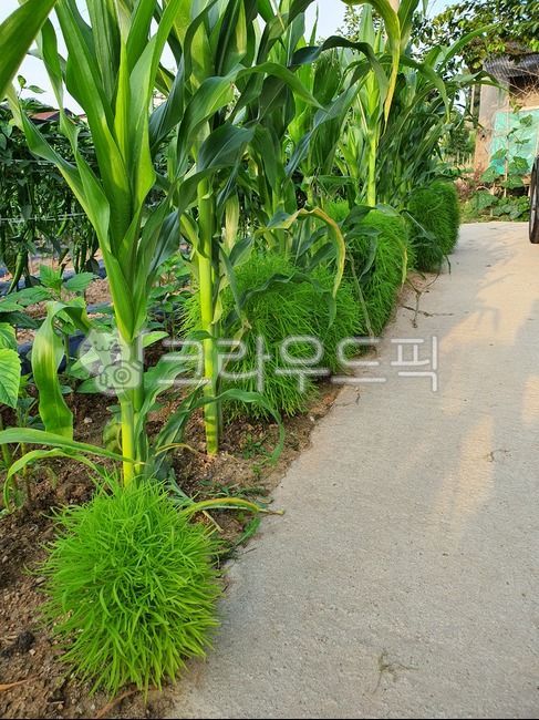 댑싸리,옥수수,시골,농사,시골길