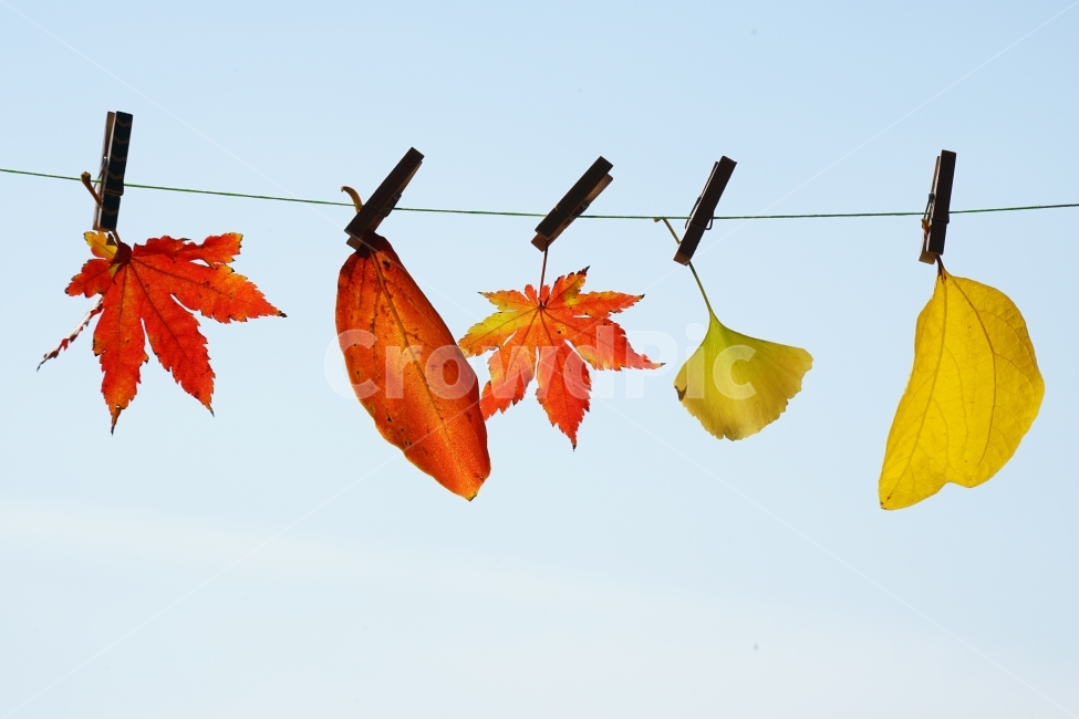 단풍잎,가을,김성,이미지,순수,가을,계절,fall,autumn,season,leaf,잎,plant,식물,tree,나무,maple,단풍