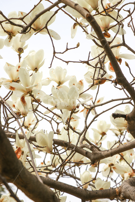 목련,꽃,flower,식물,자연,plant,식물,자연,plants,nature,꽃,flower