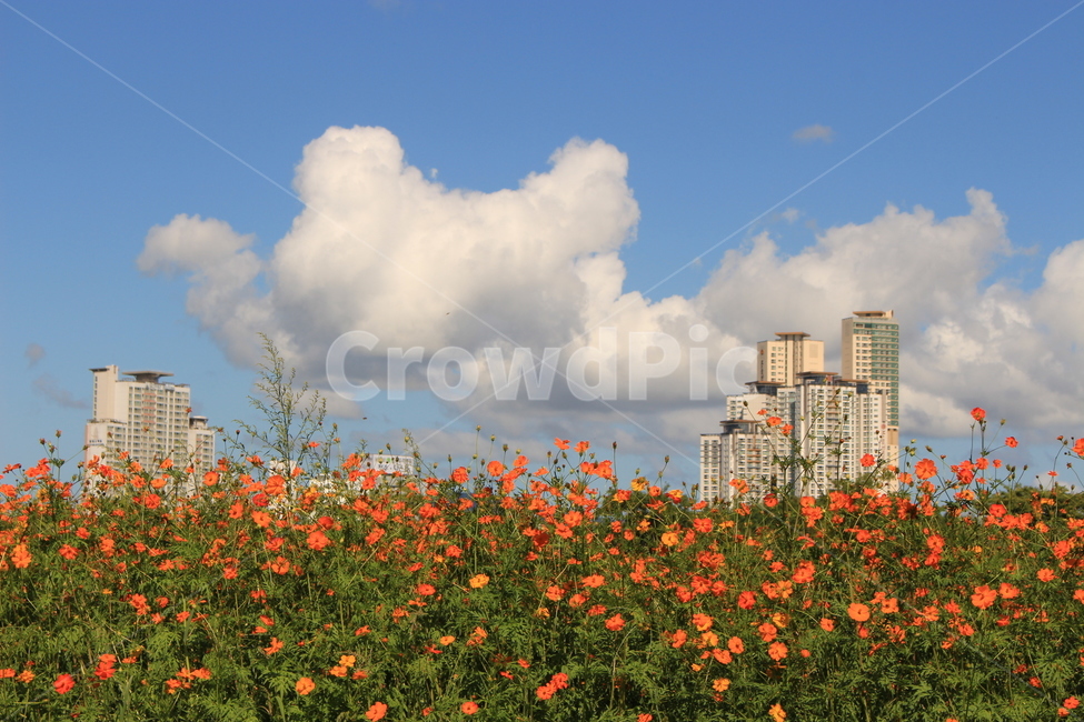 outdoors,옥외,nature,자연,날씨,여행,힐링,자연경관,즐거움,맑은날씨,깨끗함,편안함,치유,식물,자연,plants,nature,꽃,flower