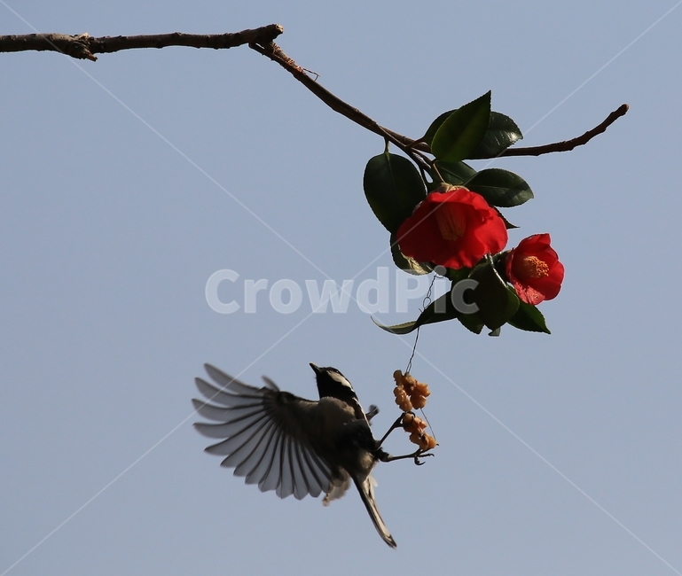 animal,동물,bird,새,plant,식물,flower,blossom,꽃,leaf,잎,동백,동백꽃,동박새,먹이,식물,자연,plants,nature,꽃,flower,동물,animal,조류,새,birds