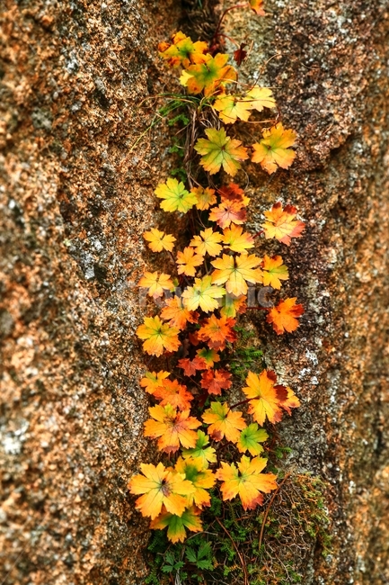 가을,단풍,나뭇잎,설악산,노란단풍,가을,계절,fall,autumn,season,식물,자연,plants,nature,plant,leaf,잎,tree,나무,maple