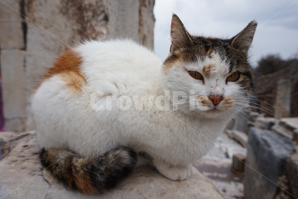 고양이,동물,animal,pet,cat
