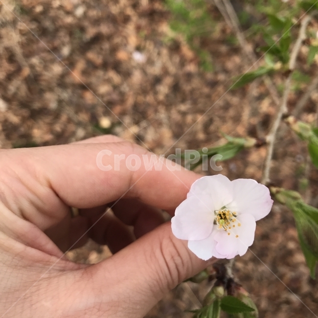 봄,벚꽃,꽃잎,식물,손,자연,Flower,흰꽃,봄,계절,spring,season,식물,자연,plants,nature,꽃,flower,사람,인물,인간,human,person,신체일부,몸,body,plant