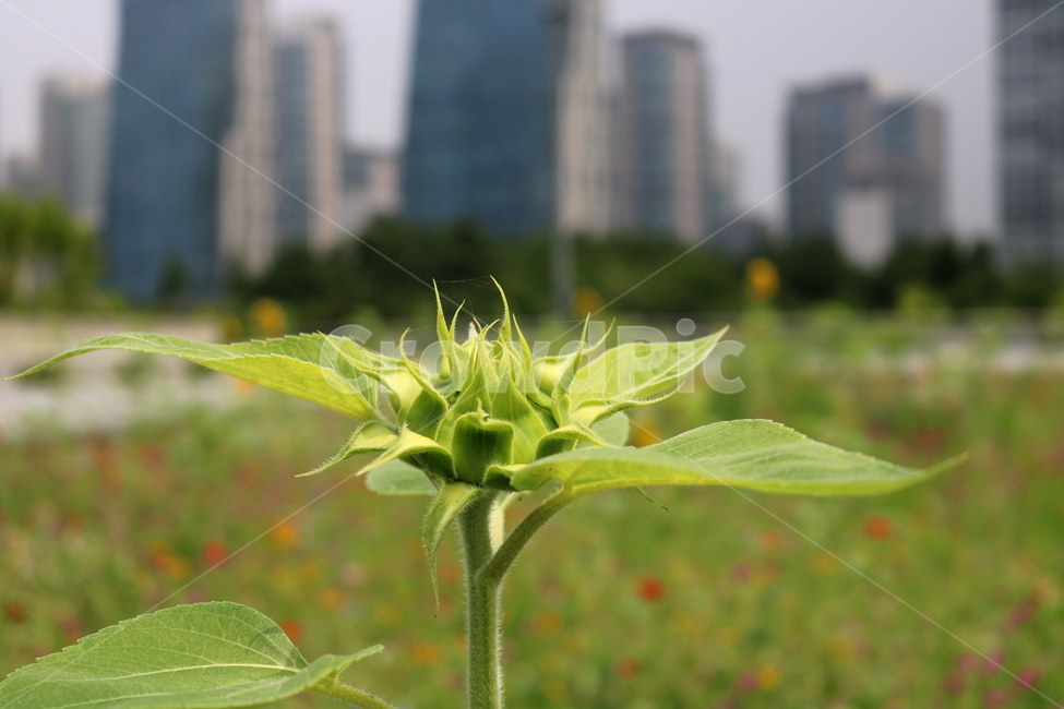 해바라기,해바라기꽃,꽃,식물,여름,자연,풍경,인천,송도,센트럴파크,식물,자연,plants,nature