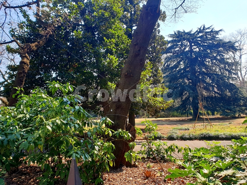 tree,나무,plant,식물,treetrunk,나무줄기,풍경,scenery,경치,낮,오후,afternoon