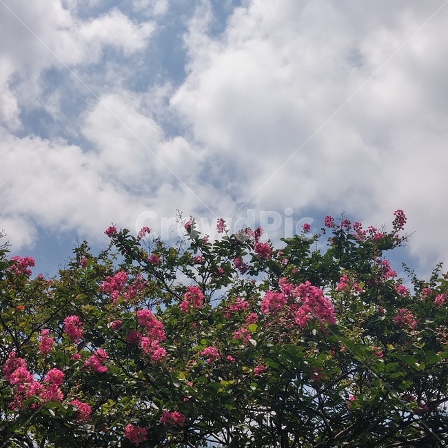 하늘,꽃,나무,sky,flower,감성,풍경,자연