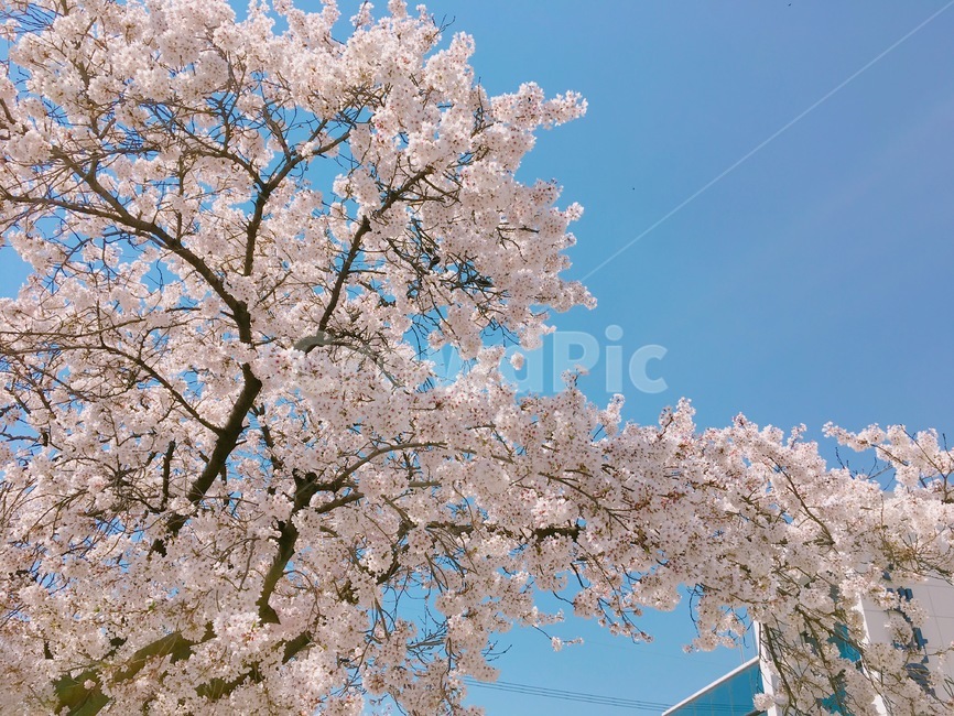 봄,벚꽃,꽃,감성,색감,감성사진,자연,하늘,식물,파스텔,소풍,나들이,분홍,풍경,경치,색깔,색상,색채,배경화면,flower,spring,pink,season,nature,feeling,colorsensitivity,봄,계절,spring,season,자연,풍경,nature,landscape,plant,blossom