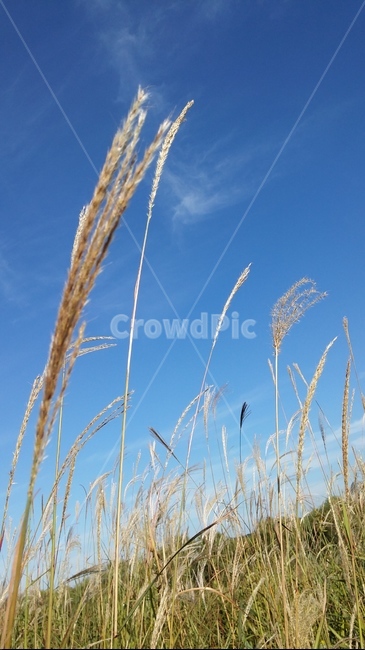 갈대,풍경,하늘,자연,봄,가을,계절,fall,autumn,season,자연,풍경,nature,landscape,grass,잔디,plant,식물,lawn