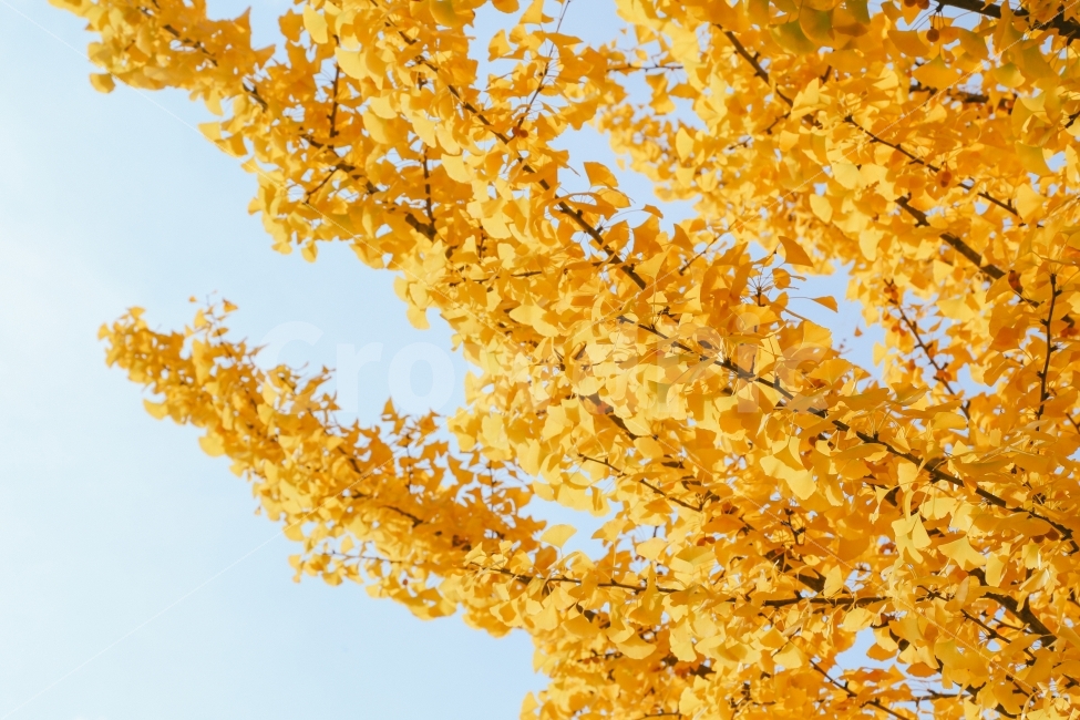 은행나무,가을,노란색,계절,감성사진,autumn,fall,가을,계절,fall,autumn,season,식물,자연,plants,nature,plant,tree,나무