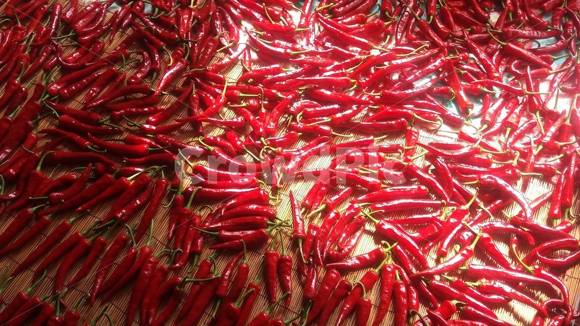 고추,햇빛,빨강,빨간고추,red,pepper,sun,채소,야채,vegetables,농업,농사,agriculture,farming,farming industry