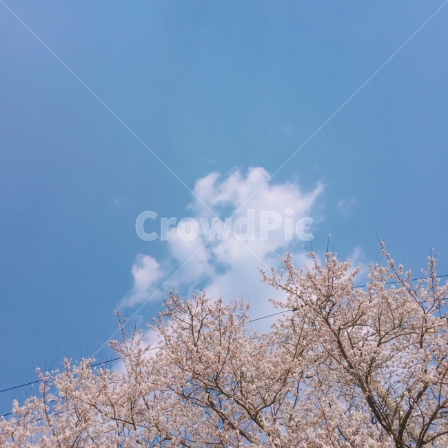 벚꽃,봄,하늘,구름,나무,tree,벚꽃엔딩,겨울,꽃잎,꽃나무,벚나무,분홍,pink,봄,계절,spring,season,식물,자연,plants,nature,꽃,flower,나무,trees,wood,plant