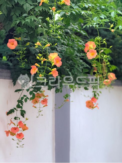 능소화,꽃,flower,여름꽃,trumpetcreeper