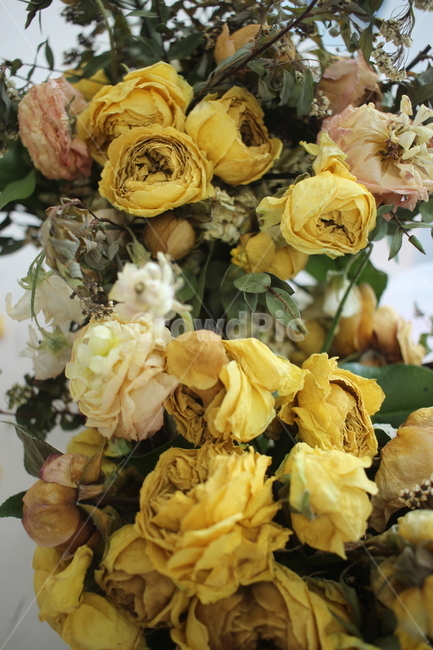 plant,식물,꽃,드라이플라워,장미,rose,flower,꽃다발,노란장미,yellowrose