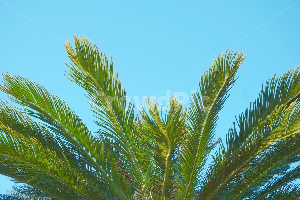 tree,나무,plant,식물,palmtree,야자수,감성사진,감성,nature,자연,풍경,landscape