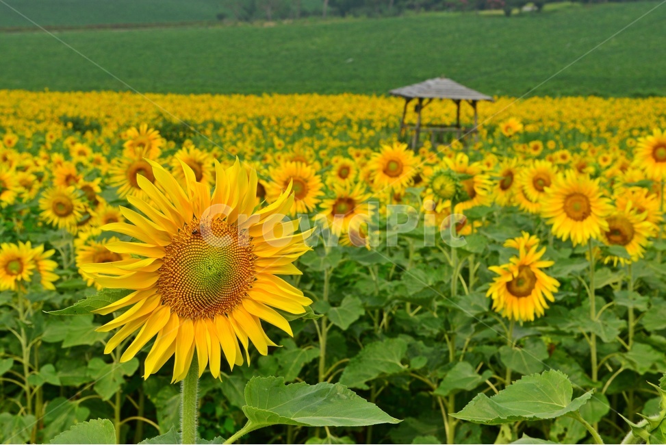 plant,식물,blossom,flower,꽃,sunflower,해바라기,고창,학원농장,해바라기밭,원두막