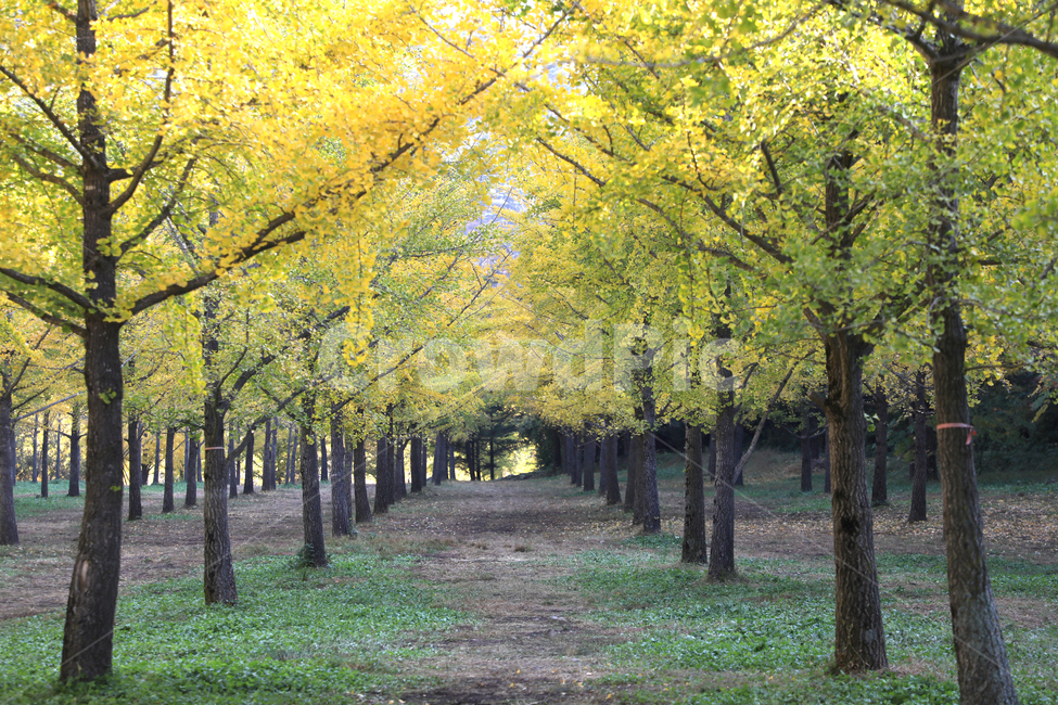 은행,은행나무,가을,풍경,숲,은행나무숲,가을풍경,자연,가을,계절,fall,autumn,season,자연,풍경,nature,landscape,식물,plants,나무,trees,wood,tree,plant,tree trunk,나무 줄기