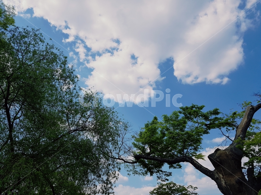 구름,나무,하늘,풍경,자연,자연사진,풍경사진,구름사진,하늘사진,자연,풍경,nature,landscape,식물,plants,나무,trees,wood,plant,tree