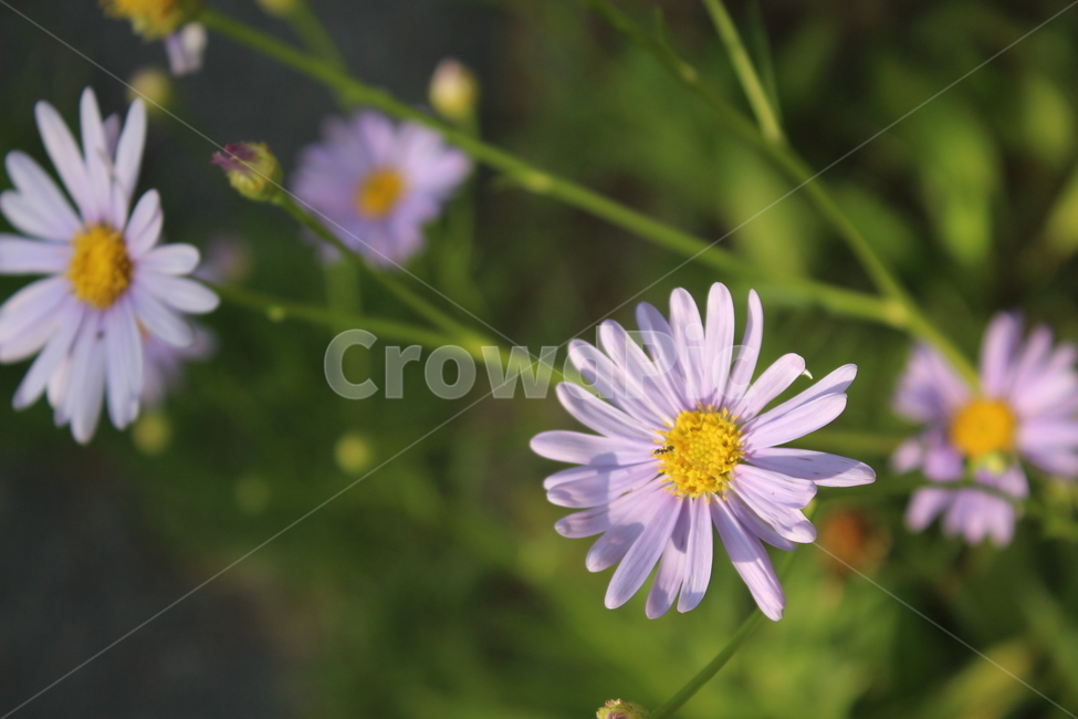 보라색,개망초,보라꽃,purple,공원