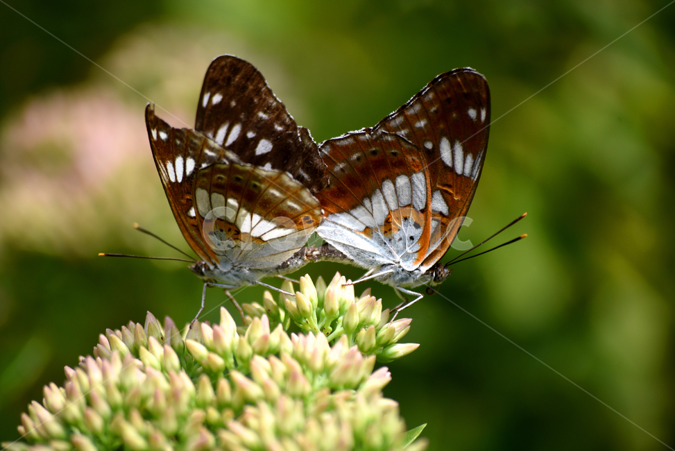 나비,곤충,교미,짝짓기,나비교미,나비짝짓기,번식,접사,동물,animal,곤충,벌레,insect,bug