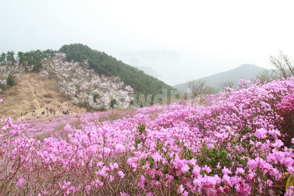 봄,꽃,진달래,산,분홍색,봄,계절,spring,season,자연,풍경,nature,landscape,outdoors,옥외,plant,식물