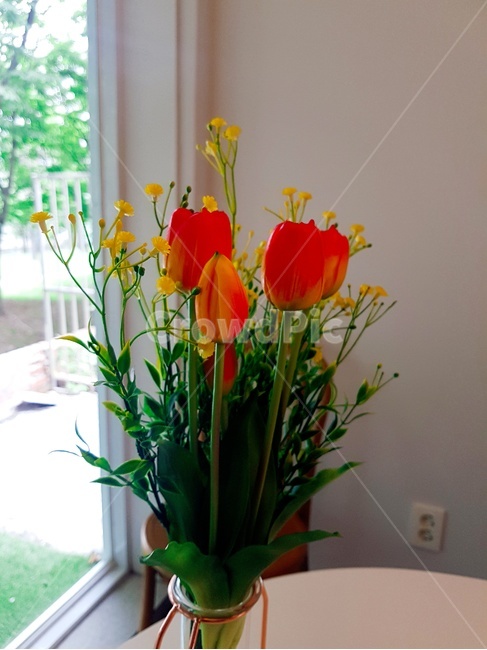 plant,식물,flower,꽃,튤립,빛