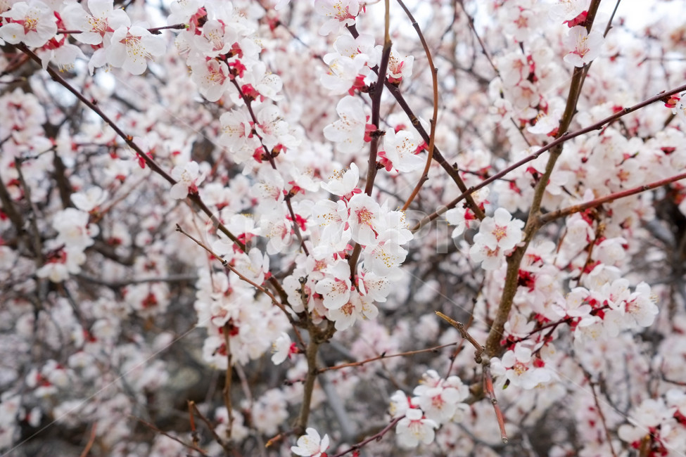 꽃,나무,식물,자연,풍경,봄,봄,계절,spring,season,식물,자연,plants,nature,꽃,flower,plant,blossom