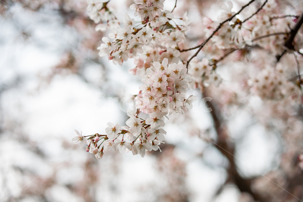 벚나무,분홍색,핑크,개화,만개,벚꽃축제,계절,springseason,자연,plants,natureflower,plantblossomcherry,blossom,벚꽃,봄,봄꽃,꽃,아름다운,식물,체리블라썸,사쿠라꽃잎,나무,나뭇가지,봄,계절,spring,season