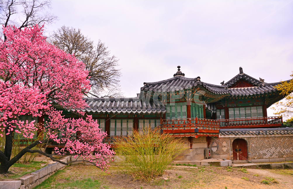 한국전통,고궁,봄풍경,봄꽃,창덕궁,봄배경,바탕,백그라운드,traditional,korean,spring,flowers,background,기와집,궁궐,조선시대,서울,명소,건축물,돌담,전통,보존,왕,집,하우스,house,ancientpalace,분홍색꽃,봄,시즌,계절,봄,계절,spring,season,한국전통,한국문화,korean traditional,korean culture,랜드마크,landmark,tourist attraction,한국랜드마크,한국관광지,한국명소,korea landmark,korea tourist attraction,건축물,건물외관,exterior,building,structure,architecture,construction,건물