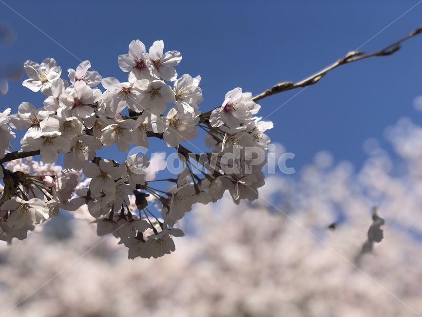 벚꽃,꽃,봄,하늘,소풍,휴식,식물,자연,plants,nature,꽃,flower