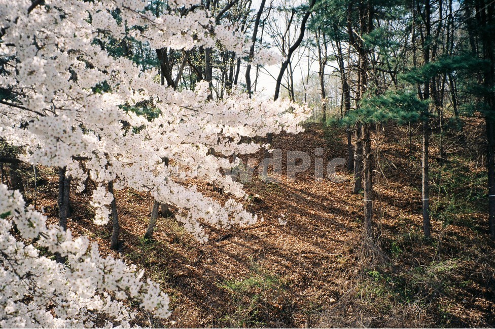 봄,spring,벚꽃,flower,나무,tree,blossom,꽃,그림자,plant,식물,shadow,숲,forest,산,풍경,필름카메라