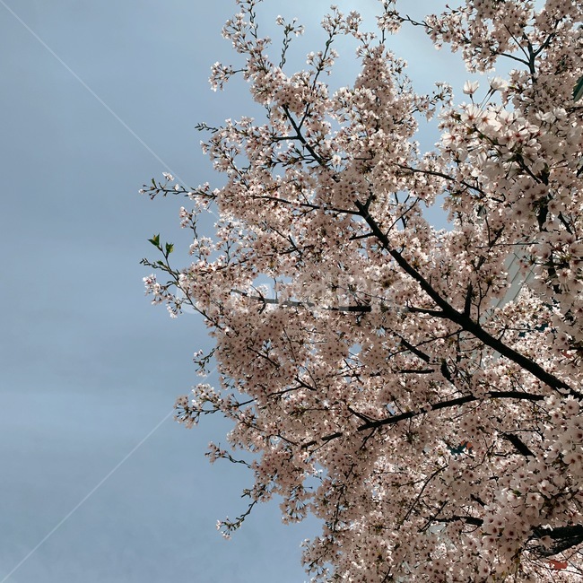 봄,plant,식물,blossom,꽃,flower,벚꽃,벚꽃나무