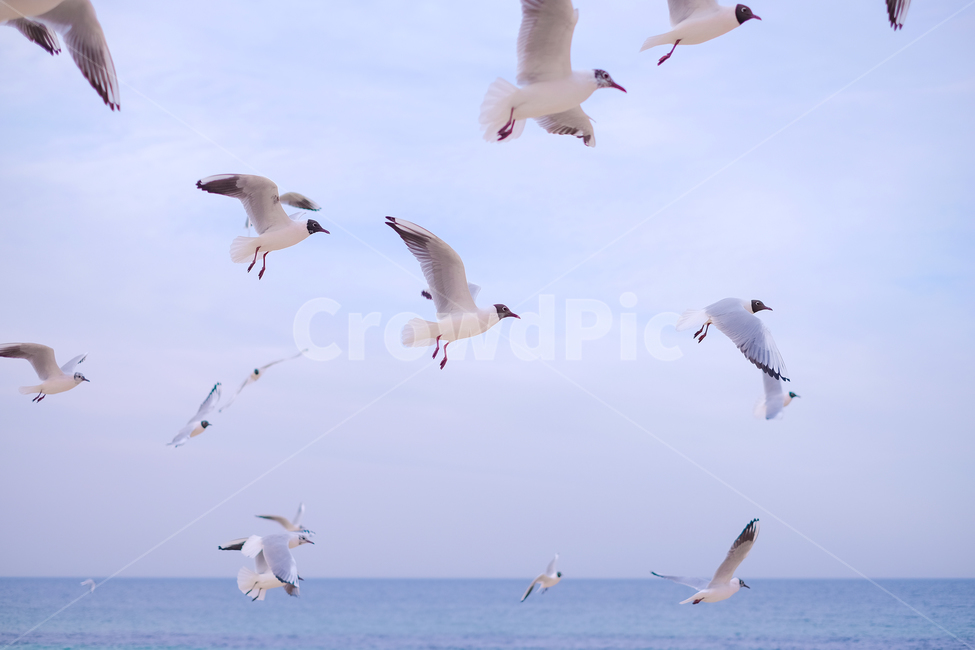 갈매기,여행,바다,하늘,구름,파란하늘,풍경,자연풍경,동물,색감,풍경사진,자연,봄,해변,감성,감성사진,emotion,힐링,동물,animal,조류,새,birds,감성,sensible,feeling,색깔,색상,색채,색감,color sense,color sensitivity,feeling of color