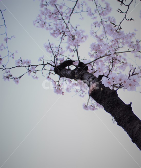 벚꽃,cherryblossom,봄,spring,벚나무,봄맞이,가지,꽃나무,cherryflower,cherrytree,twig