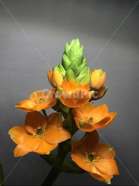plant,식물,flower,blossom,꽃