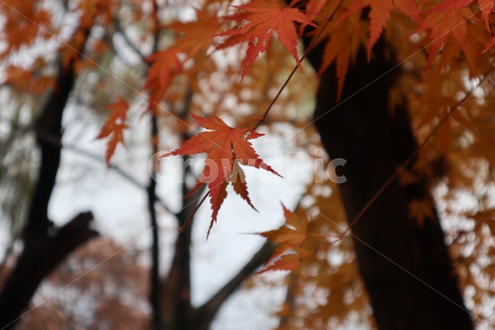 가을,낙엽,잎,나무,단풍,단풍나무,leaf,maple,plant,식물,tree,나뭇잎,단풍잎,주황,주황색,나뭇가지,가을,계절,fall,autumn,season