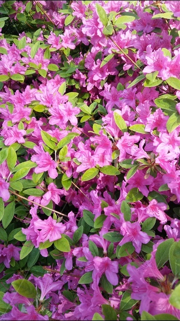 꽃,철죽,나무,나뭇잎,정원,식물,자연,plants,nature,꽃,flower