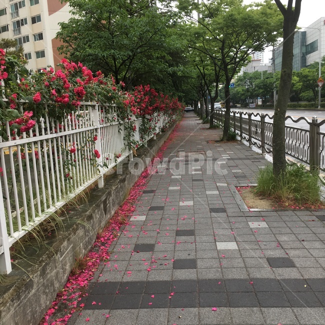 출근길,산책,아침,흐림,보도,출근,길,길가,인도,장미,산보