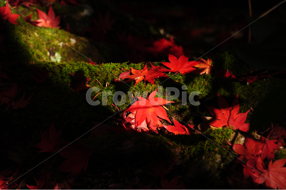 일본,단풍,이끼,빨강,미야지마,히로시마,가을,가을,계절,fall,autumn,season,식물,자연,plants,nature,plant,leaf,잎,tree,나무