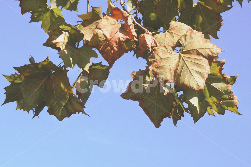 감성,감성사진,가을,하늘,나뭇잎,가을,계절,fall,autumn,season,식물,자연,plants,nature,leaf,잎,plant,veins,정맥,tree,나무