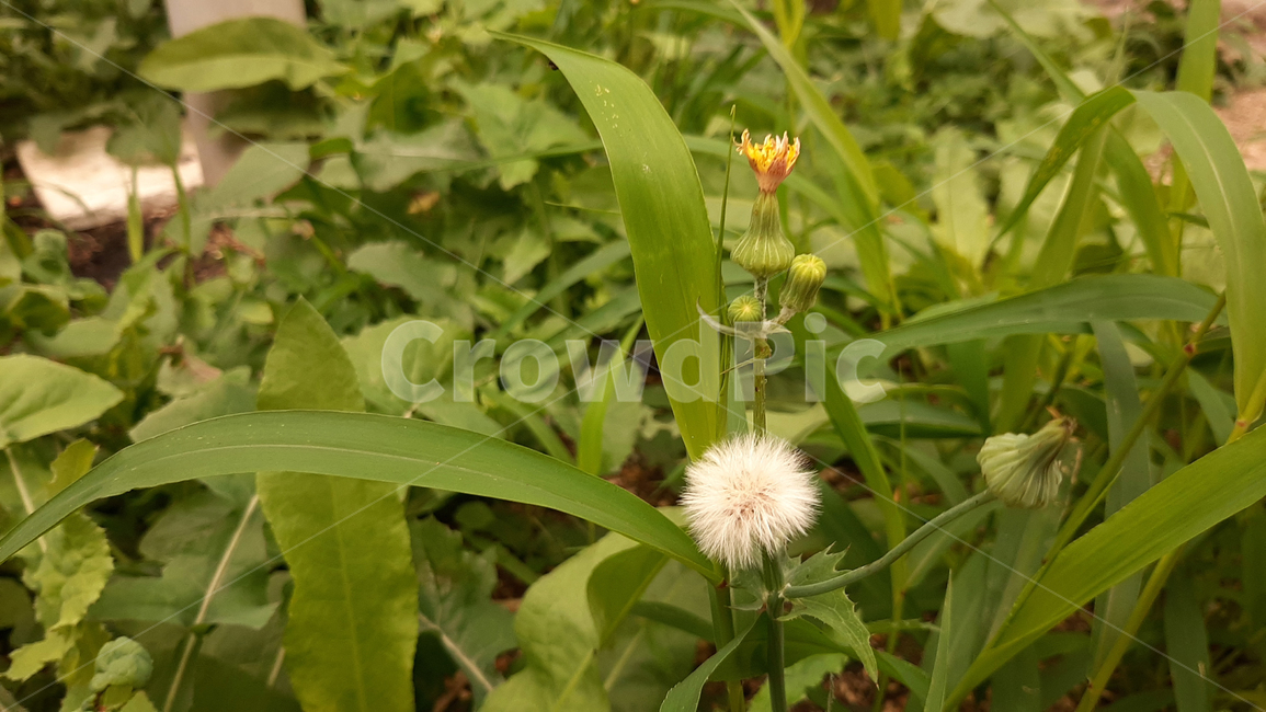 야생화,꽃,식물,녹색,wildflower,plant,green,식물,자연,plants,nature,꽃,flower
