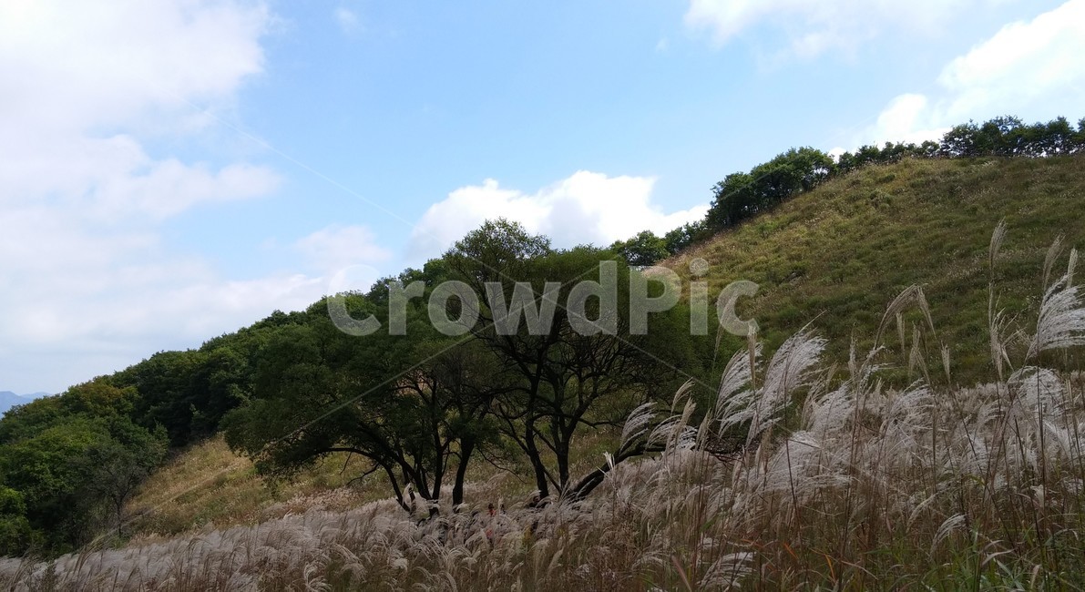 grass,식물,가을바람,가을하늘,언덕길,가을소풍,소나무,억새풀,자연,가을,계절,fall,autumn,season,잔디,plant